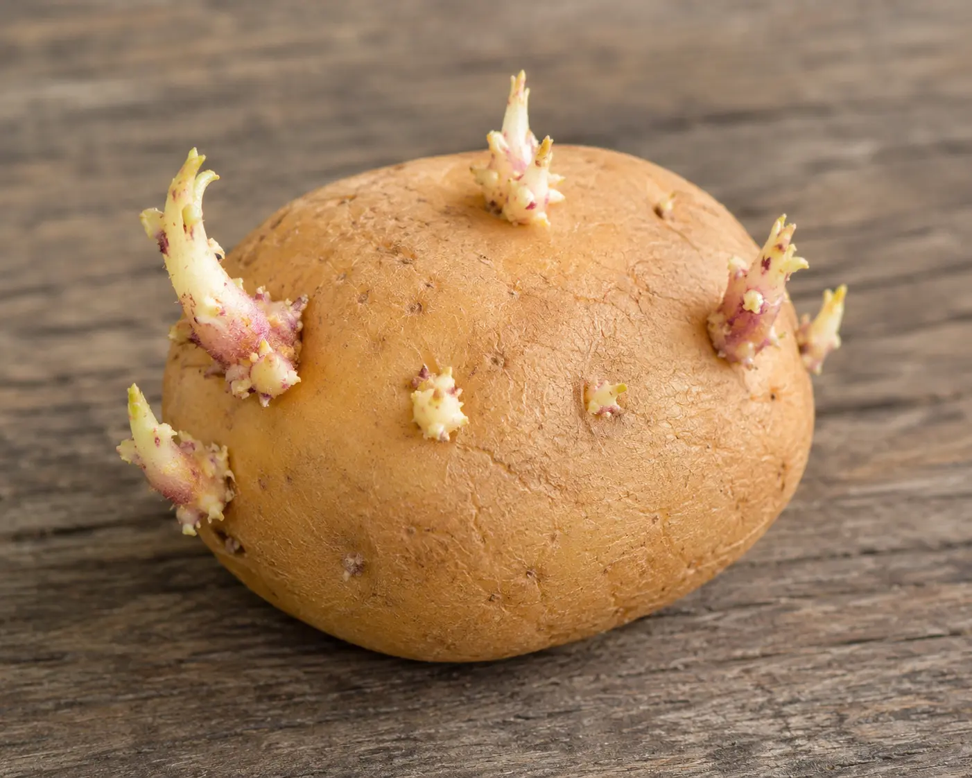 Potatoes with green sprouts growing from the surface